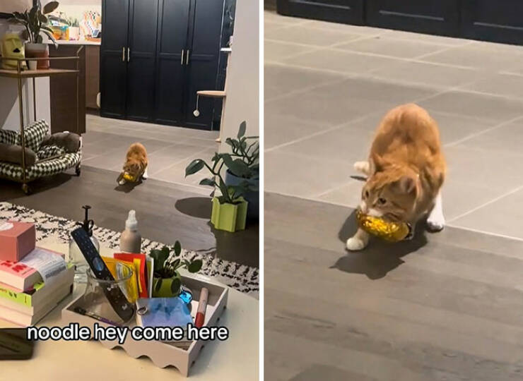 Pets Busted While Stealing Food