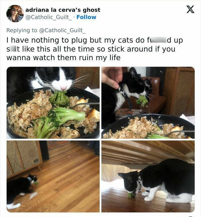 Pets Busted While Stealing Food