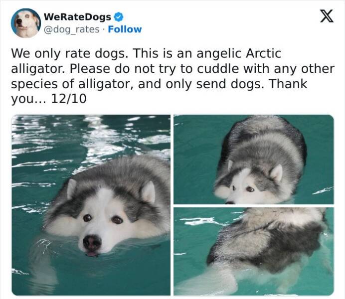 Wholesome Dog Ratings That Are Pure Joy