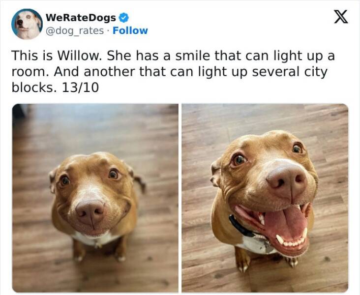 Wholesome Dog Ratings That Are Pure Joy