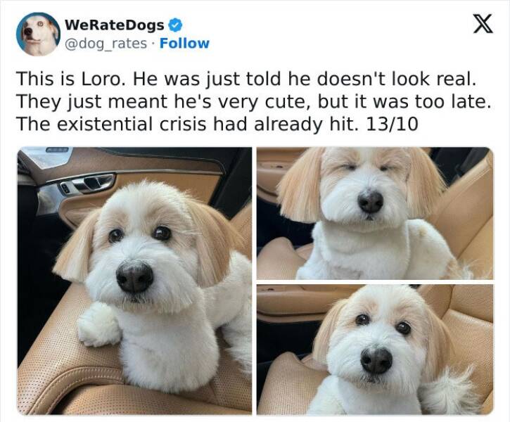 Wholesome Dog Ratings That Are Pure Joy