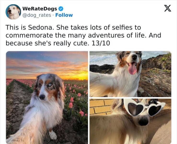 Wholesome Dog Ratings That Are Pure Joy