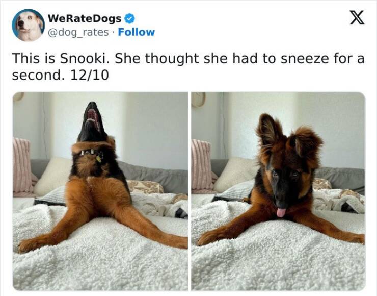 Wholesome Dog Ratings That Are Pure Joy