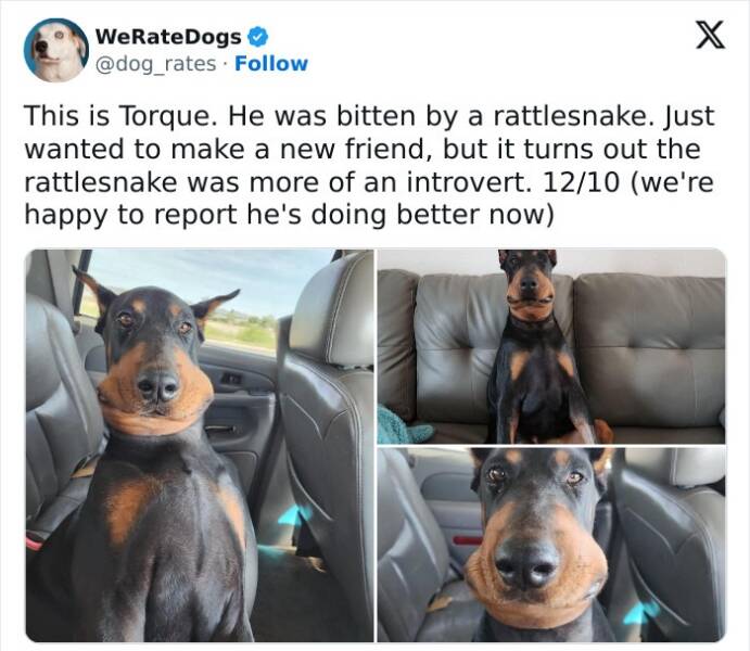 Wholesome Dog Ratings That Are Pure Joy