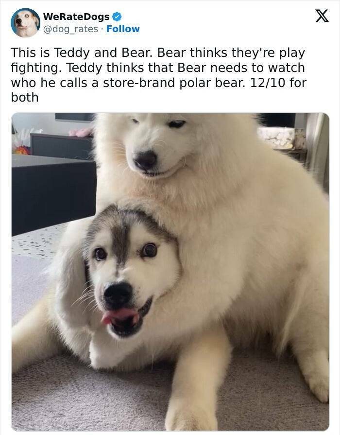 Wholesome Dog Ratings That Are Pure Joy