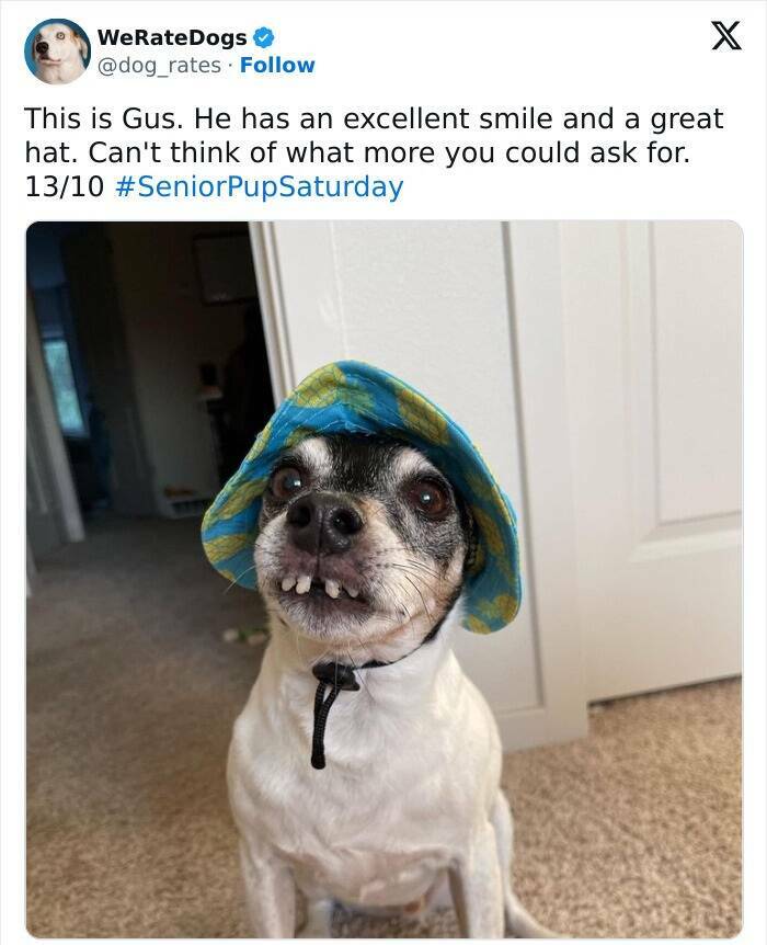 Wholesome Dog Ratings That Are Pure Joy