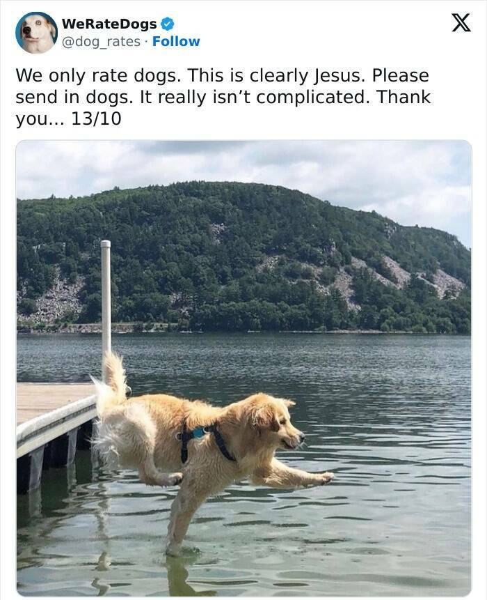 Wholesome Dog Ratings That Are Pure Joy