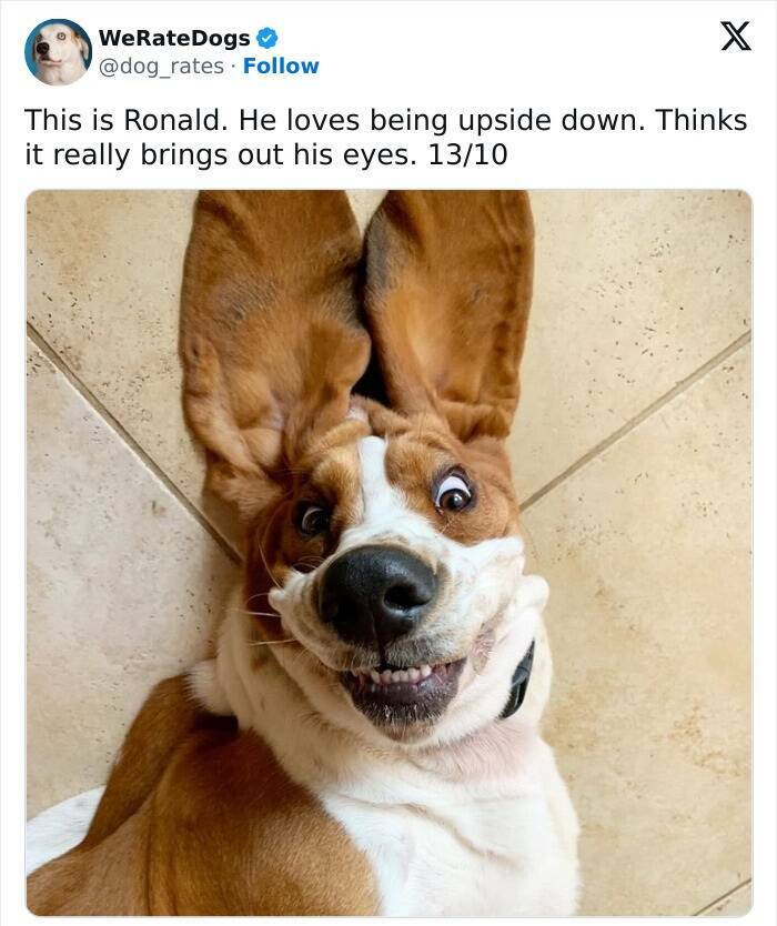 Wholesome Dog Ratings That Are Pure Joy