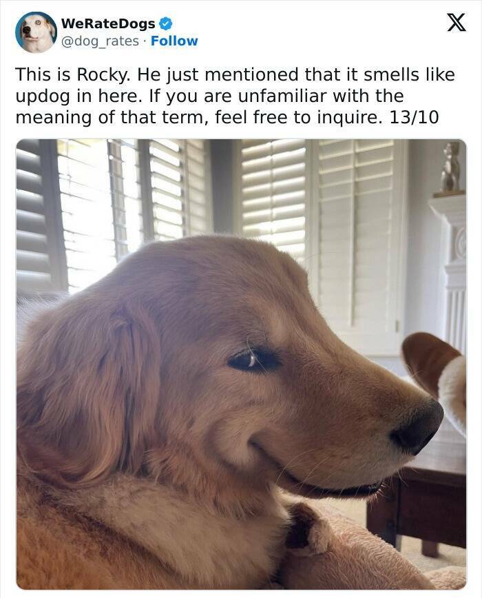 Wholesome Dog Ratings That Are Pure Joy