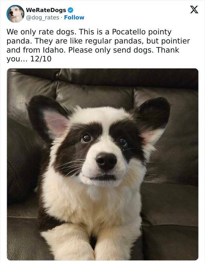 Wholesome Dog Ratings That Are Pure Joy