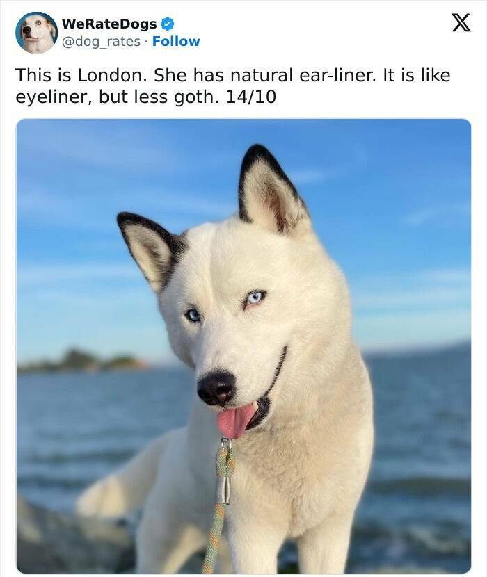 Wholesome Dog Ratings That Are Pure Joy