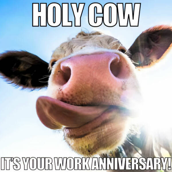 Work Anniversary Memes That Every Employee Can Relate To