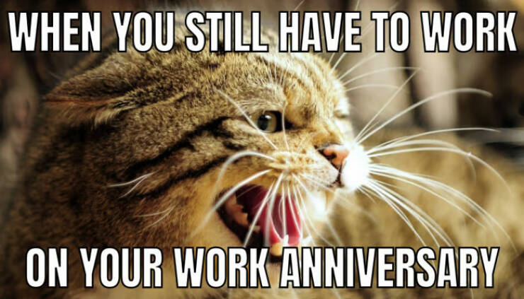 Work Anniversary Memes That Every Employee Can Relate To