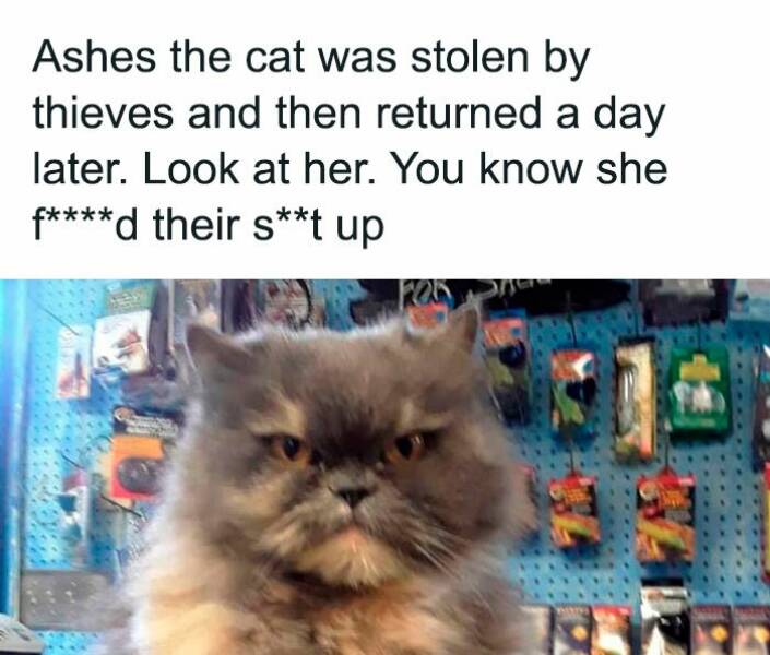 Hilarious Cat Memes That Prove They’re the Kings Of Comedy