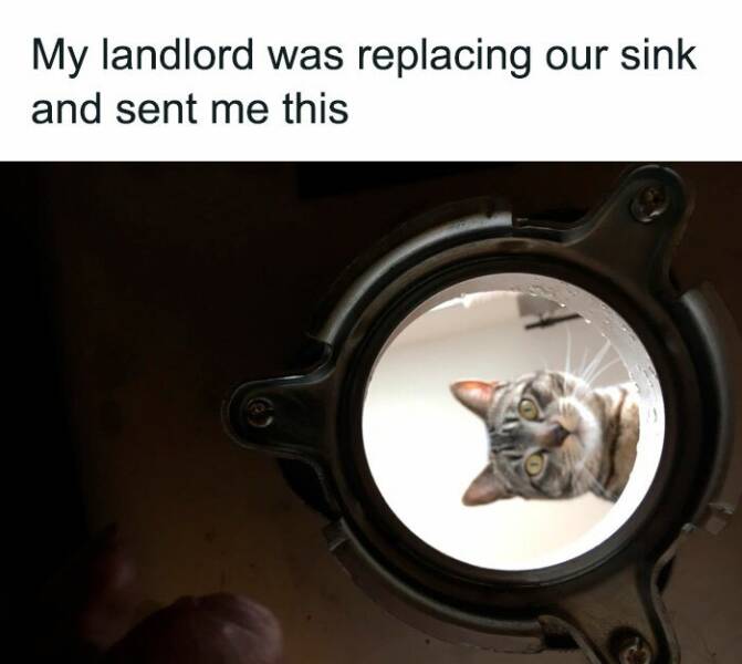 Hilarious Cat Memes That Prove They’re the Kings Of Comedy