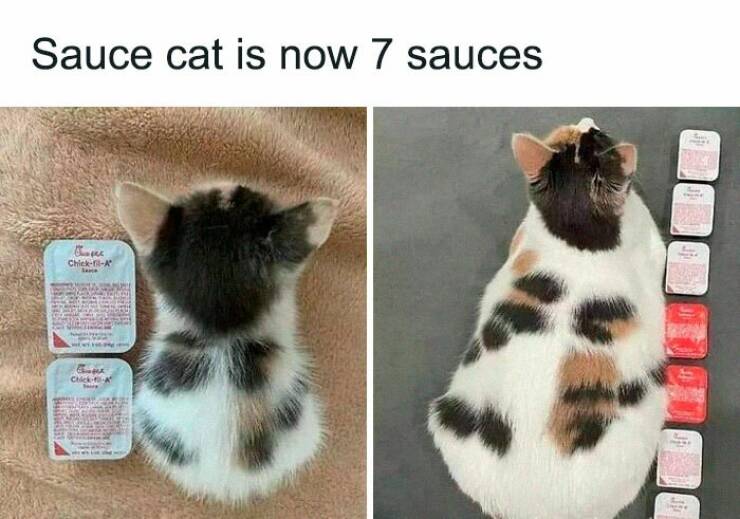 Hilarious Cat Memes That Prove They’re the Kings Of Comedy