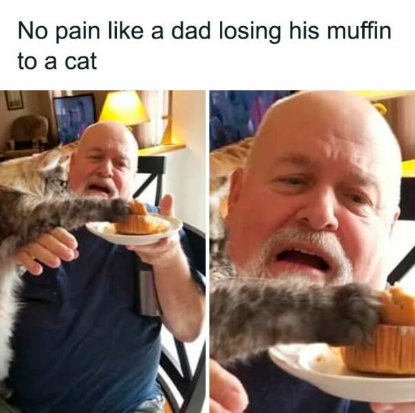 Hilarious Cat Memes That Prove They’re the Kings Of Comedy