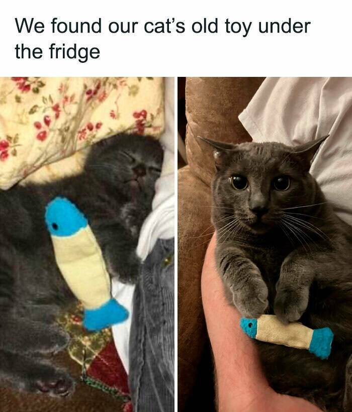 Hilarious Cat Memes That Prove They’re the Kings Of Comedy