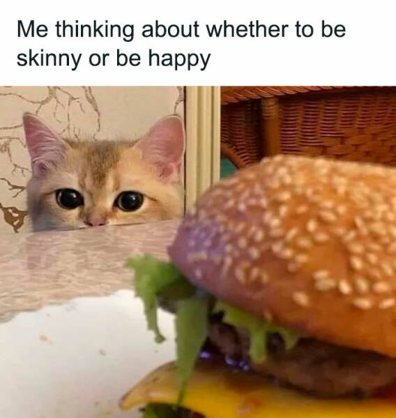 Purr-fectly Hilarious Memes For Cat Lovers