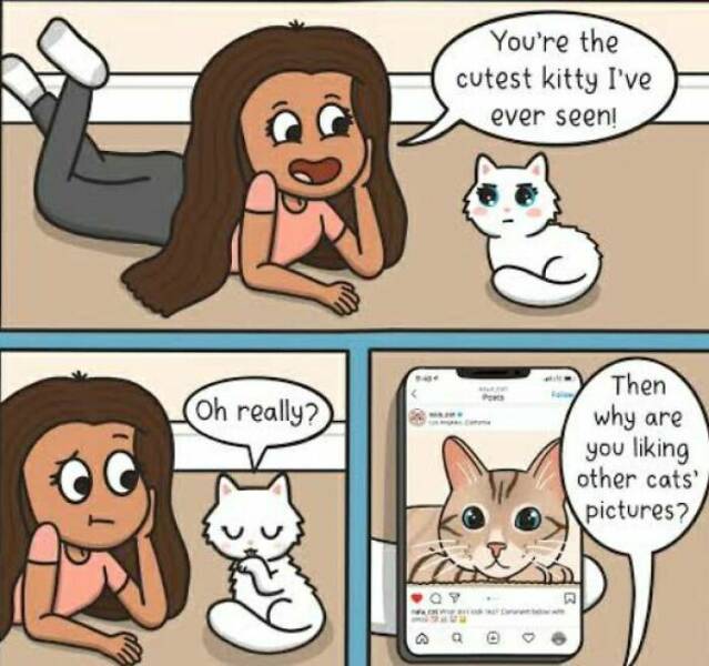 Purr-fectly Hilarious Memes For Cat Lovers