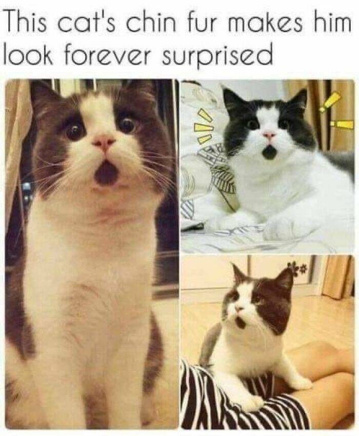 Purr-fectly Hilarious Memes For Cat Lovers