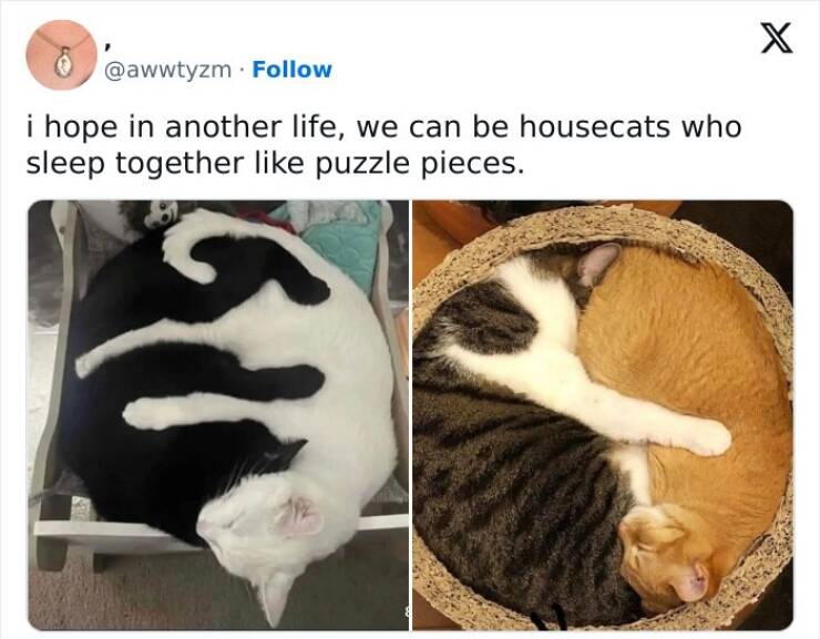 Wholesome Animal Memes That Will Make You Smile