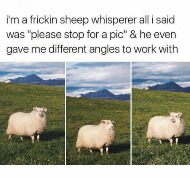 Wholesome Animal Memes That Will Make You Smile