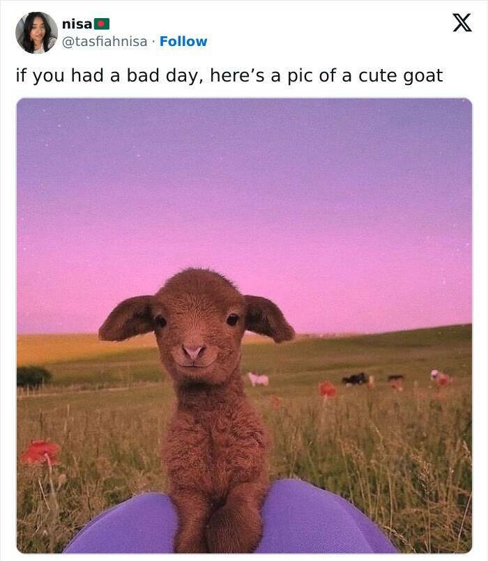 Wholesome Animal Memes That Will Make You Smile