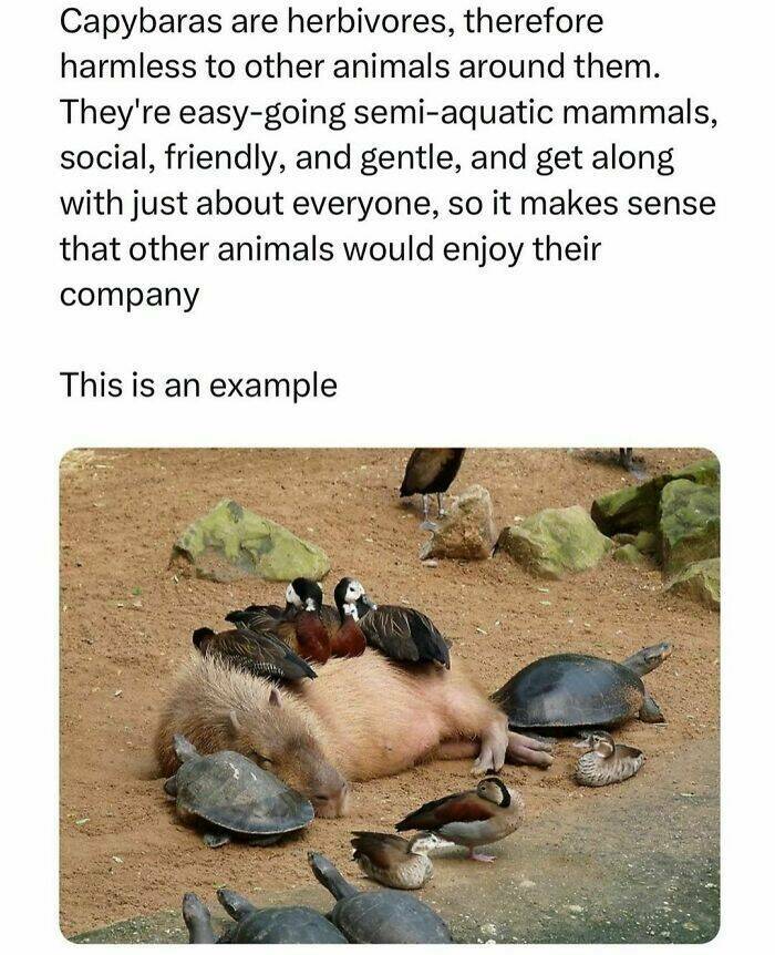 Wholesome Animal Memes That Will Make You Smile