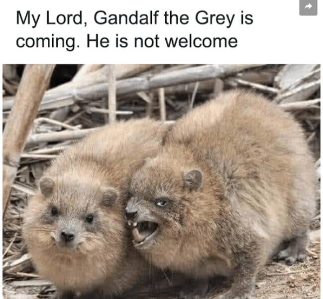 Side-Splitting Lord Of The Rings Memes For Your Inner Hobbit