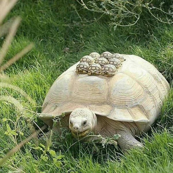 Heartwarming Moments Of Animal Parenthood