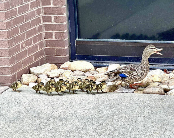 Heartwarming Moments Of Animal Parenthood