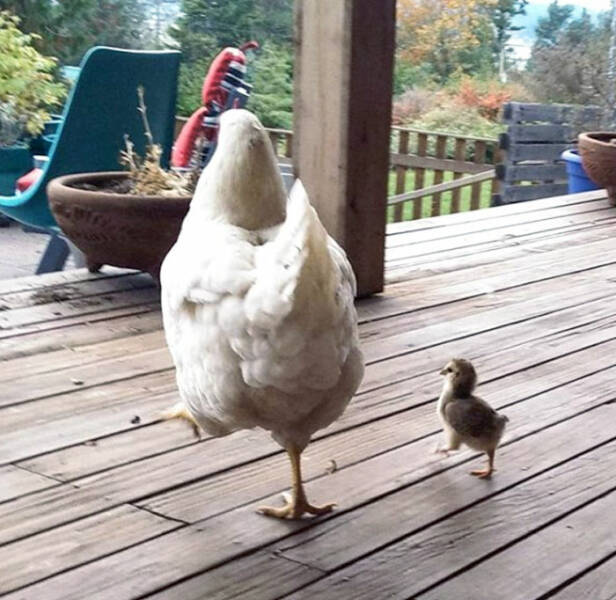 Heartwarming Moments Of Animal Parenthood