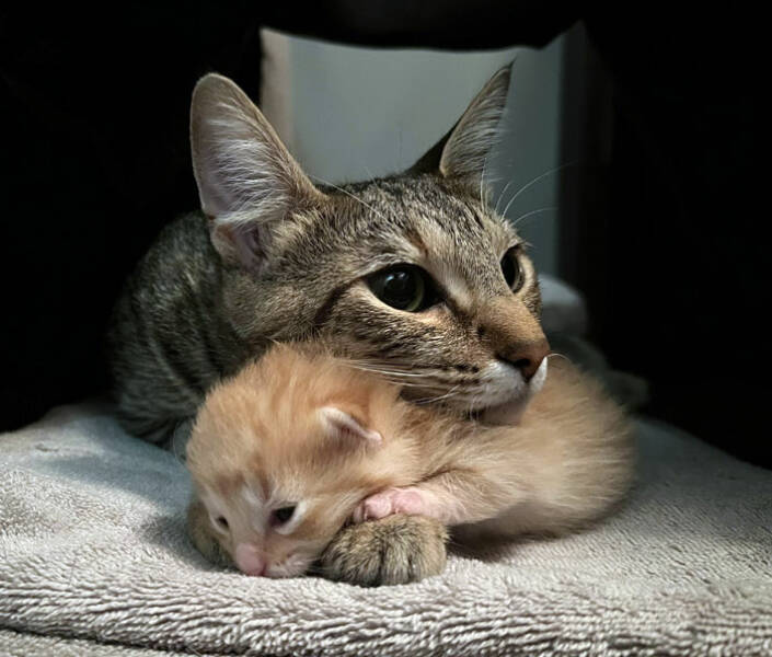 Heartwarming Moments Of Animal Parenthood