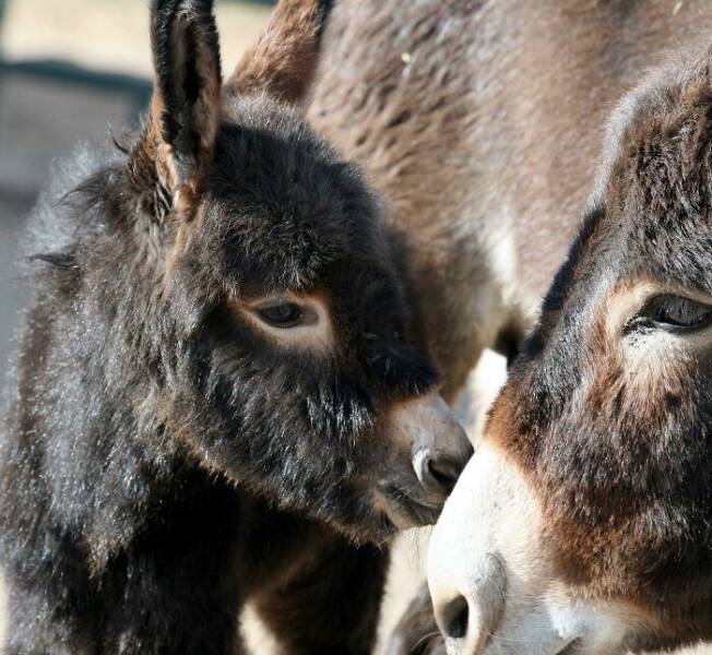 Heartwarming Moments Of Animal Parenthood