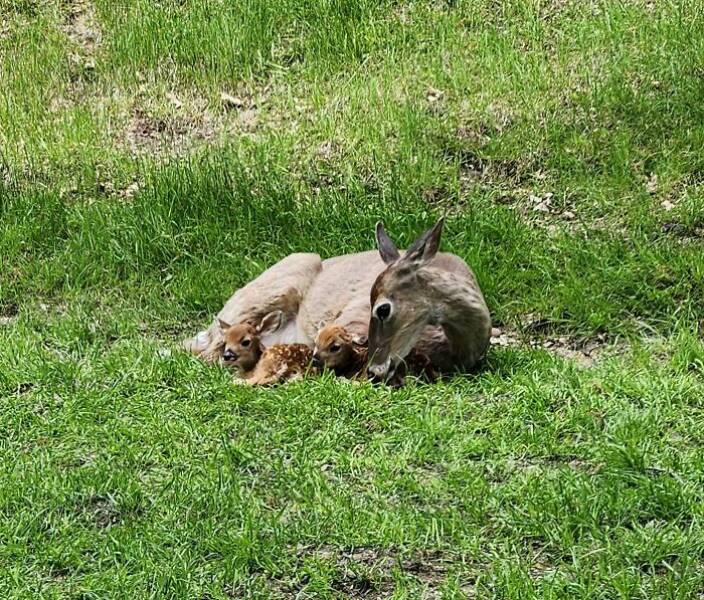 Heartwarming Moments Of Animal Parenthood