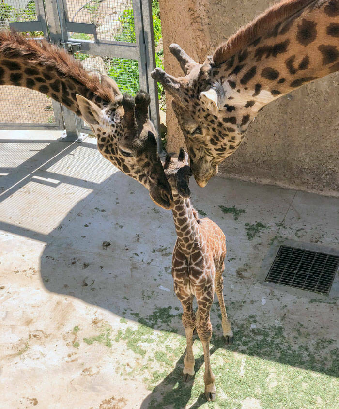 Heartwarming Moments Of Animal Parenthood