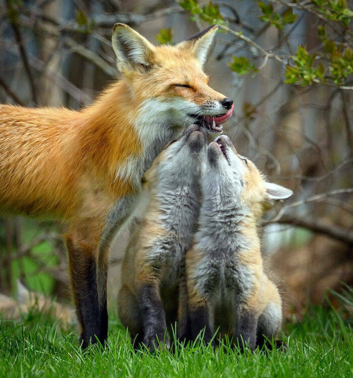 Heartwarming Moments Of Animal Parenthood