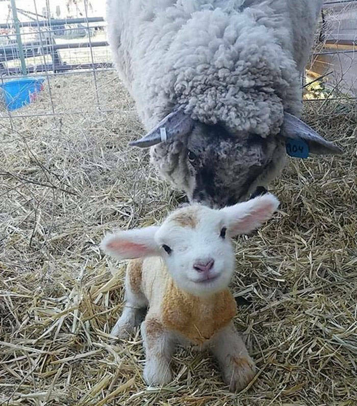 Heartwarming Moments Of Animal Parenthood