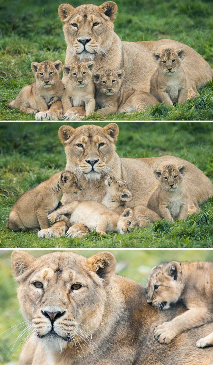 Heartwarming Moments Of Animal Parenthood