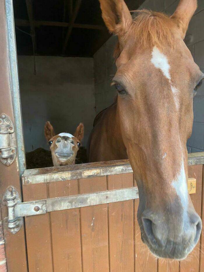 Heartwarming Moments Of Animal Parenthood