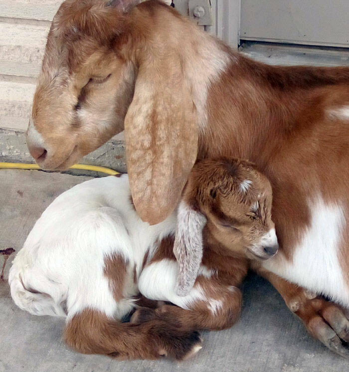 Heartwarming Moments Of Animal Parenthood