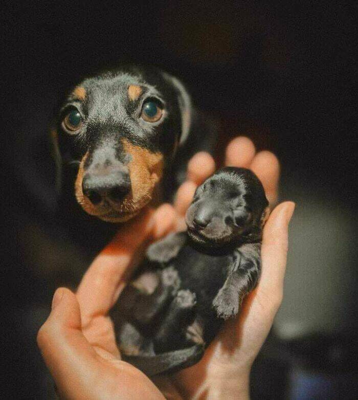 Heartwarming Moments Of Animal Parenthood