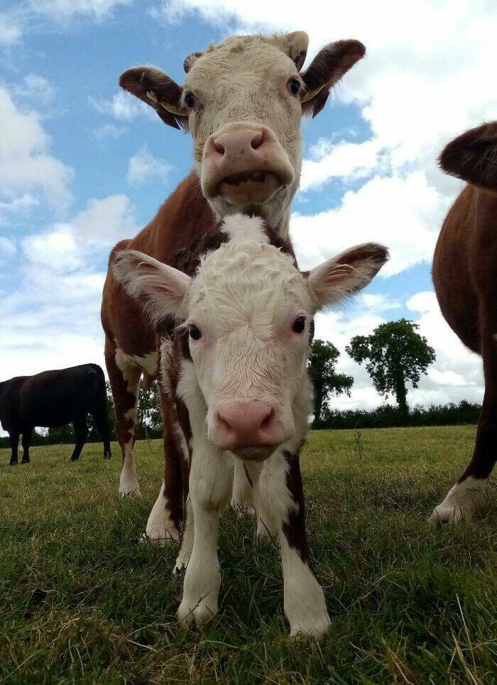 Heartwarming Moments Of Animal Parenthood