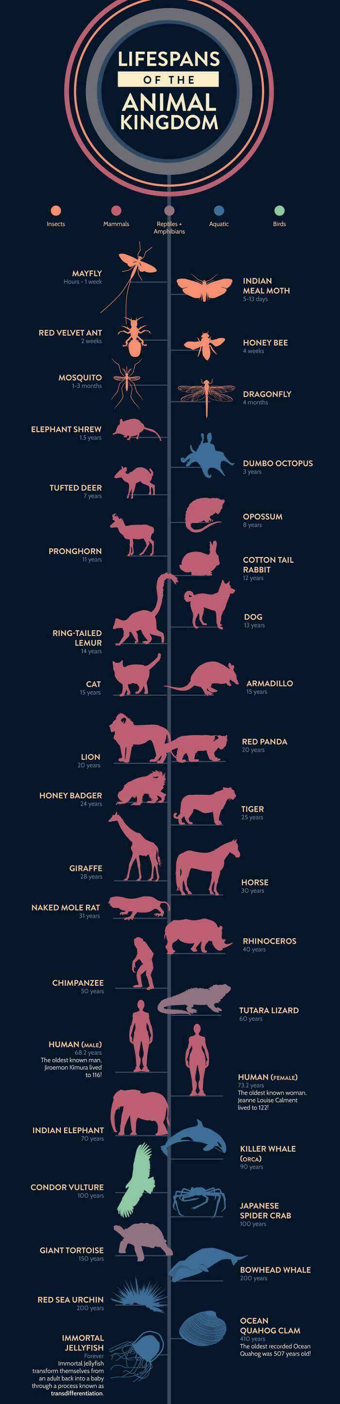 Eye-Opening Charts That Make Data Fun