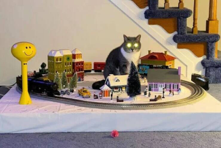 Purr-fectly Funny Cat Photos To Make You Laugh