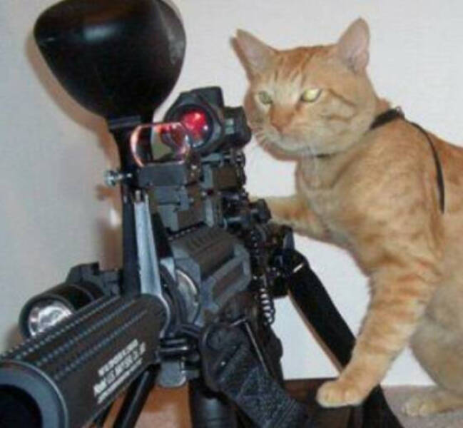 Purr-fectly Funny Cat Photos To Make You Laugh