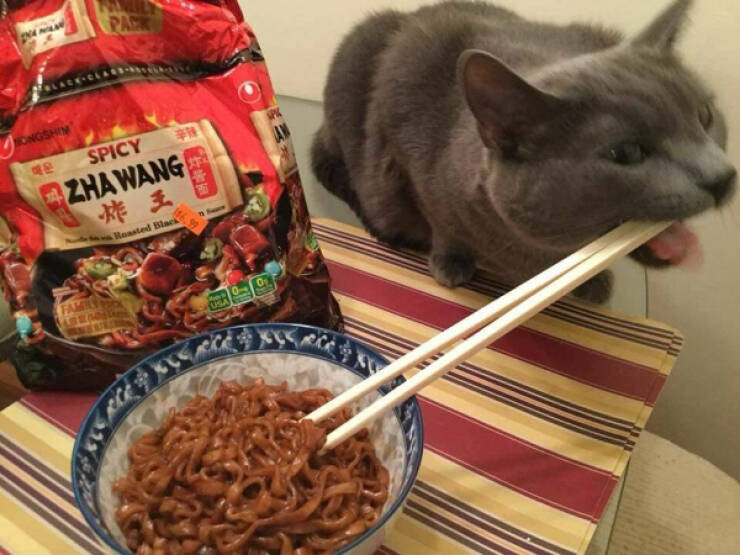 Purr-fectly Funny Cat Photos To Make You Laugh