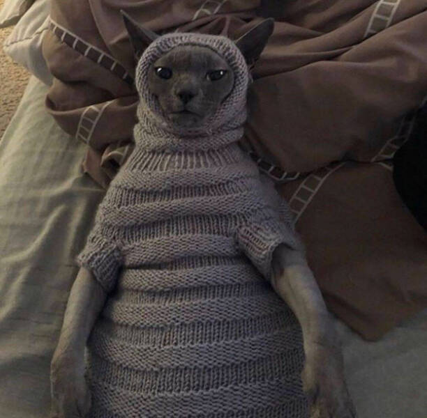 Purr-fectly Funny Cat Photos To Make You Laugh