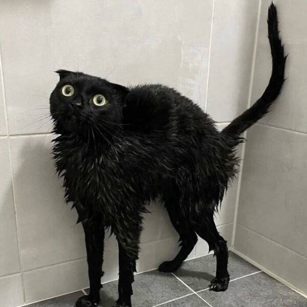Purr-fectly Funny Cat Photos To Make You Laugh
